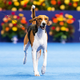 Illustration for article titled National Dog Show Final Contenders, 2013